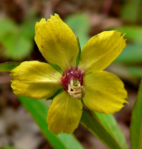 {Lysimachia lanceolata}